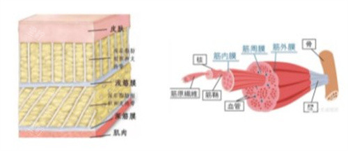 筋膜提拉术手术全过程解读,根本不是放线提升这么简单!